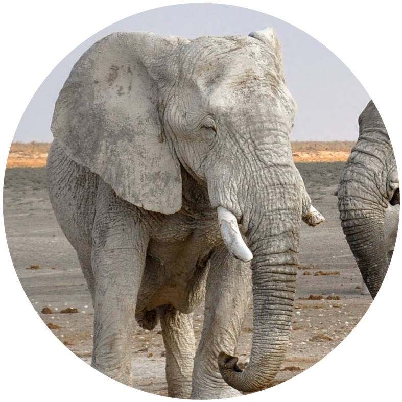 elephant hunting namibia caprivi