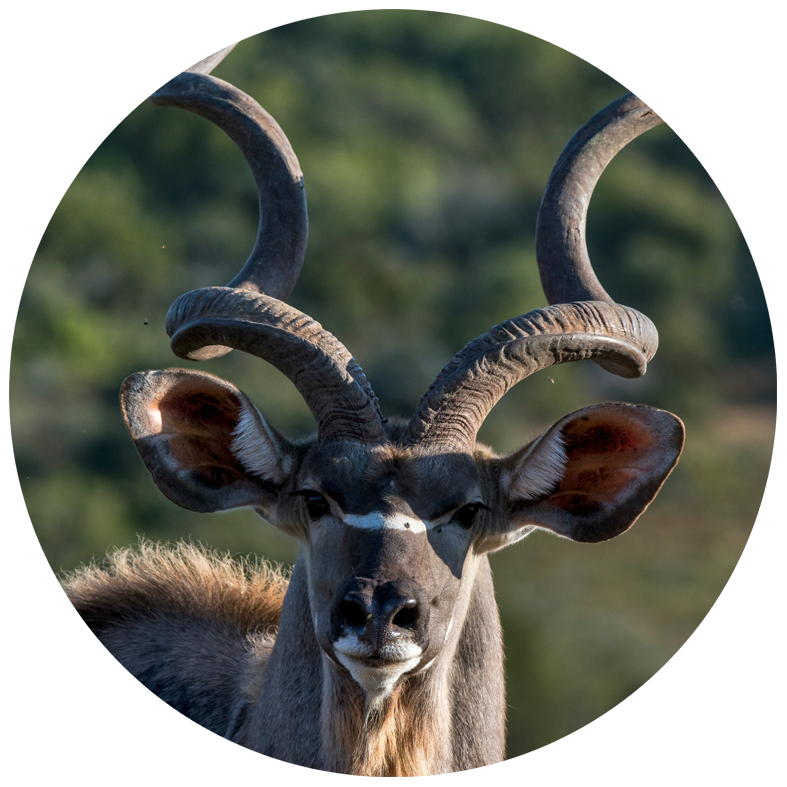 kudu hunting South Africa